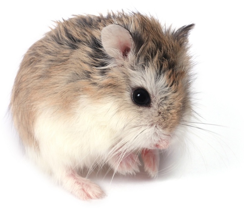 Roborovski Dwarf Hamster Pet Care Guide Lifespan Cost Off
