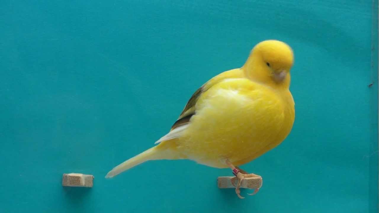 Border Canary - Nu-Pets Pet Centre