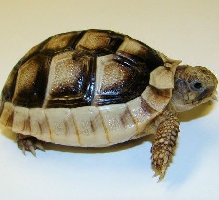 MARGINATED TORTOISE - Nu-Pets Pet Centre